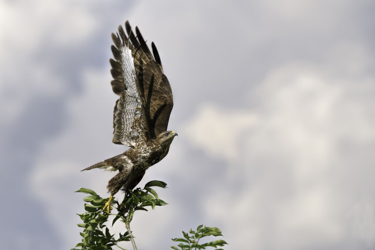 Poiana (Buteo buteo)